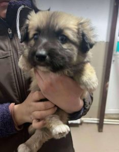 Otto a fawn rescue dog | 1 dog at a time rescue UK