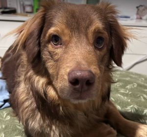 Barney a brown rescue dog | 1 dog at a time rescue UK