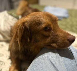 Barney a brown rescue dog | 1 dog at a time rescue UK