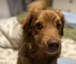 Barney a brown rescue dog | 1 dog at a time rescue UK