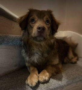 Barney a brown rescue dog | 1 dog at a time rescue UK