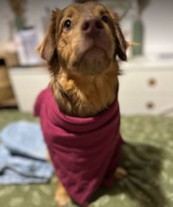 Barney a brown rescue dog | 1 dog at a time rescue UK