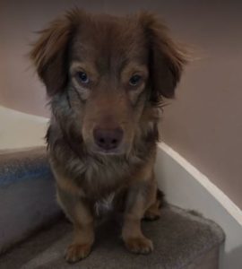 Barney a brown rescue dog | 1 dog at a time rescue UK