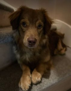 Barney a brown rescue dog | 1 dog at a time rescue UK