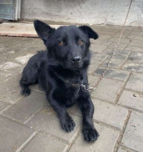 Bernie a black rescue dog | 1 dog at a time rescue UK