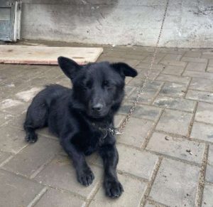 Bernie a black rescue dog | 1 dog at a time rescue UK