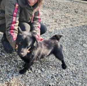 Bernie a black rescue dog | 1 dog at a time rescue UK