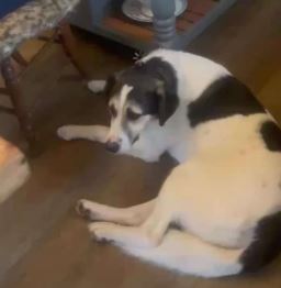 Bleue a white and brown rescue dog | 1 dog at a time rescue UK