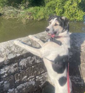 Bleue a white and brown rescue dog | 1 dog at a time rescue UK