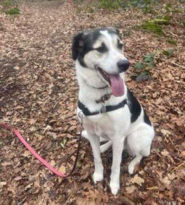 Bleue a white and brown rescue dog | 1 dog at a time rescue UK