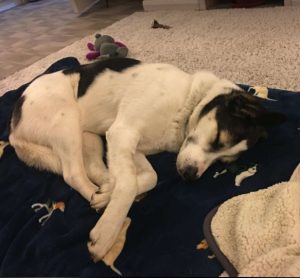 Bleue a white and brown rescue dog | 1 dog at a time rescue UK