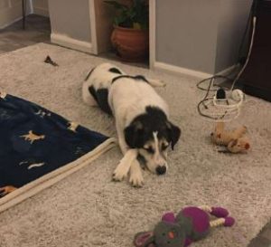 Bleue a white and brown rescue dog | 1 dog at a time rescue UK