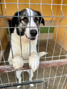 Carlos a white and black Romanian rescue dog at kennels bars | 1 Dog At A Time Rescue UK
