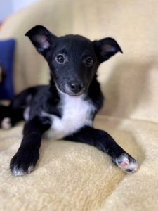 Jerry a cute black Romanian rescue puppy lying on a cream blanket | 1 Dog At A Time Rescue UK