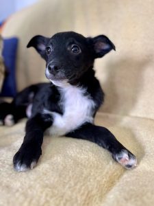Jerry a Black Romanian rescue puppy with a white chest | 1 Dog At A Time UK