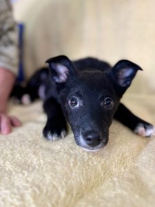 Jerry a black Romanian rescue puppy lying on a yellow blanket | 1 Dog At A Time UK