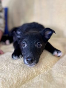 Jerry a black Romanian rescue puppy on a yellow blanket | 1 Dog At A Time UK