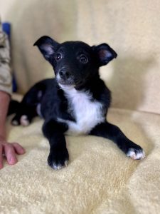 Jerry a black Romanian rescue puppy with a white chest | 1 Dog At A Time Rescue UK