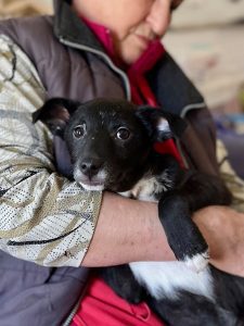 Jimmy a cute black Romanian rescue puppy having a cuddle | 1 Dog At A Time Rescue UK