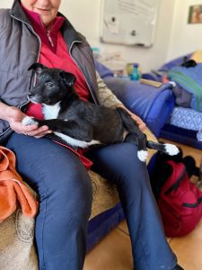 Jimmy a black Romanian rescue puppy sitting on a lap with his back legs crossed | 1 Dog UK