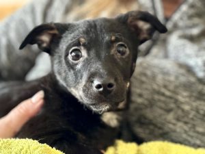 Jonnie a black Romanian rescue puppy | 1 Dog At A Time Rescue UK