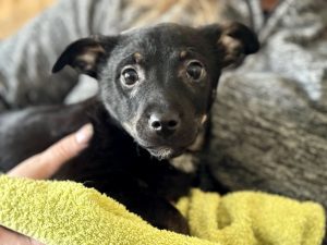 Jonnie a black rescue puppy from Romania sitting on a green towel | 1 Dog At A Time UK