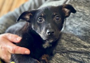 Jonnie a black puppy having a cuddle | 1 Dog At A Time Rescue UK
