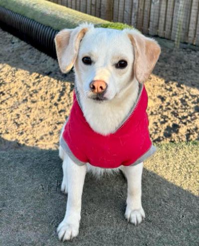 Nadia a cream rescue dog | 1 dog at a time rescue UK