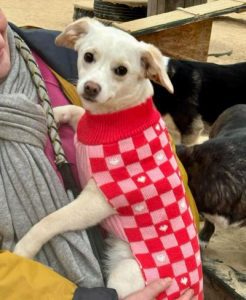 Nadia a cream rescue dog | 1 dog at a time rescue UK