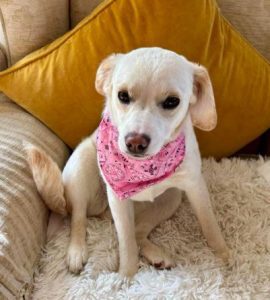 Nadia a cream rescue dog | 1 dog at a time rescue UK