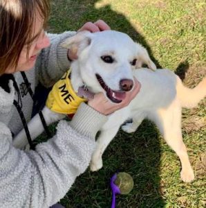 Nadia a cream rescue dog | 1 dog at a time rescue UK