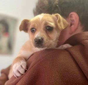 Sammie a fawn rescue dog | 1 dog at a time rescue UK