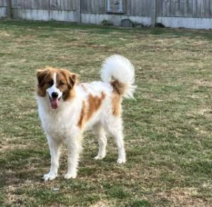 Chester a brown and white rescue dog | 1 dog at a time rescue UK