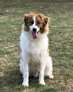 Chester a brown and white rescue dog | 1 dog at a time rescue UK