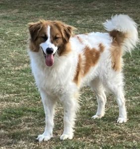 Chester a brown and white rescue dog | 1 dog at a time rescue UK