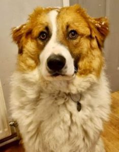 Chester a brown and white rescue dog | 1 dog at a time rescue UK