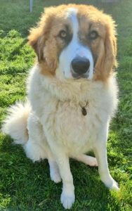 Chester a brown and white rescue dog | 1 dog at a time rescue UK