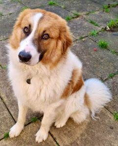 Chester a brown and white rescue dog | 1 dog at a time rescue UK
