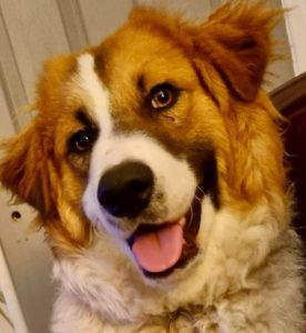 Chester a brown and white rescue dog | 1 dog at a time rescue UK