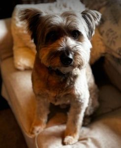 Eddie a grey rescue dog | 1 dog at a time rescue UK