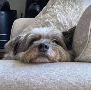 Eddie a grey rescue dog | 1 dog at a time rescue UK