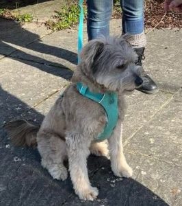 Eddie a grey rescue dog | 1 dog at a time rescue UK