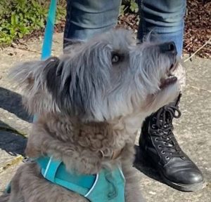 Eddie a grey rescue dog | 1 dog at a time rescue UK