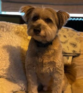 Eddie a grey rescue dog | 1 dog at a time rescue UK