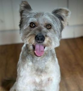 Eddie a grey rescue dog | 1 dog at a time rescue UK