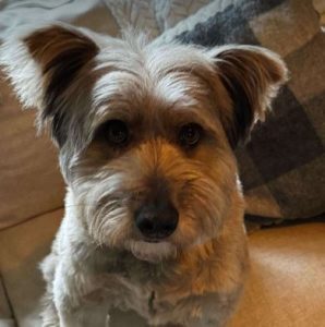 Eddie a grey rescue dog | 1 dog at a time rescue UK