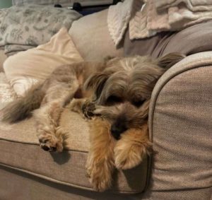 Eddie a grey rescue dog | 1 dog at a time rescue UK