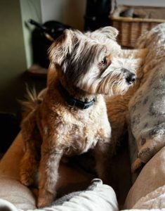 Eddie a grey rescue dog | 1 dog at a time rescue UK