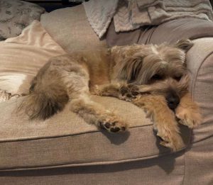 Eddie a grey rescue dog | 1 dog at a time rescue UK