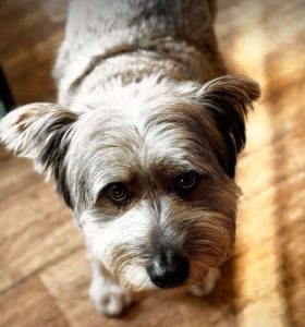 Eddie a grey rescue dog | 1 dog at a time rescue UK